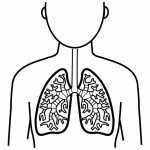 Pulmones