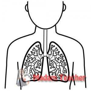 Pulmones